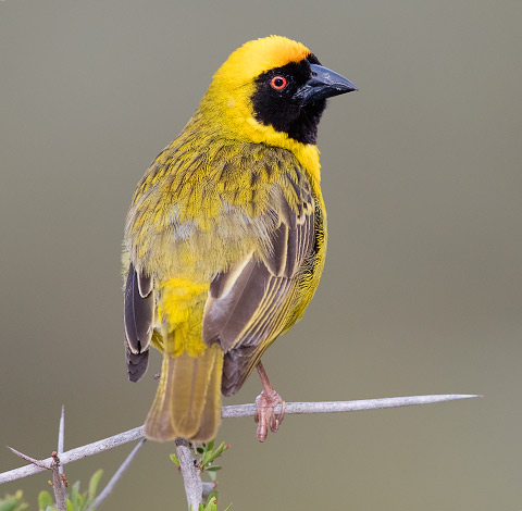 Southern Masked Weaver male